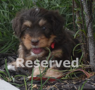 Ember
