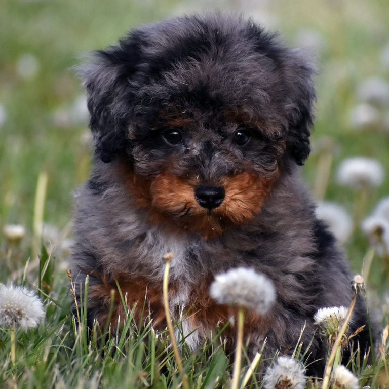 bernedoodle stud, ogden ut, doodle