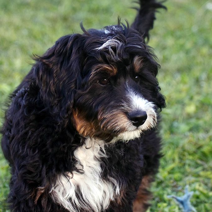 bernedoodle stud, ogden ut, doodle
